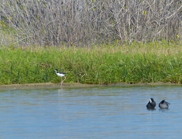 Black-necked Stilt and Hawaiian Coots